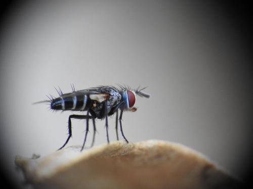 Clausicella sp.